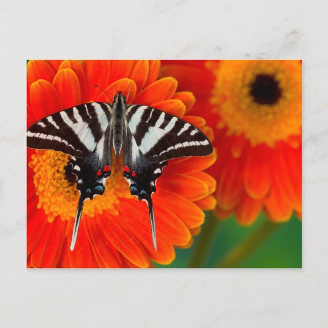 Cartão Postal A Zebra Swallowtail Butterfly (Frente)
