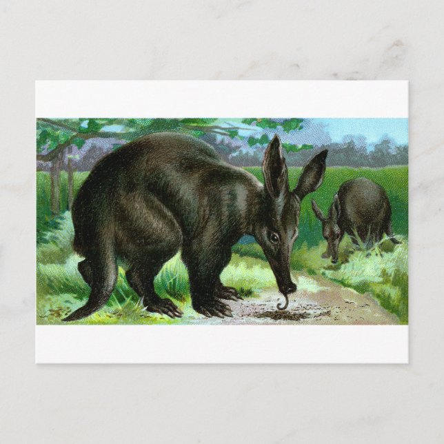 Cartão Postal Aardvark (Frente)