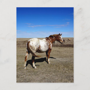 Cartão Postal Aare Appaloosa na Pradaria Canadiana