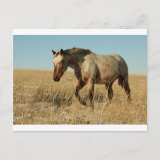 Cartão Postal Aare Appaloosa nas pradarias