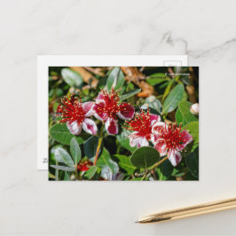 Cartão Postal Abacaxi Guava / Guavasteen / Flores Feijoa