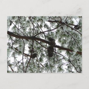 Cartão Postal Abaixo da neve coberta pela árvore de pinheiro Fot