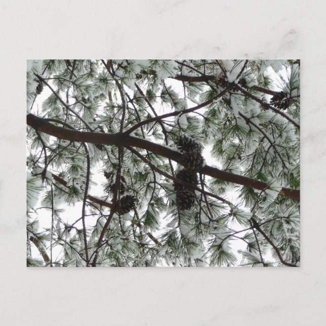 Cartão Postal Abaixo da neve coberta pela árvore de pinheiro Fot (Frente)