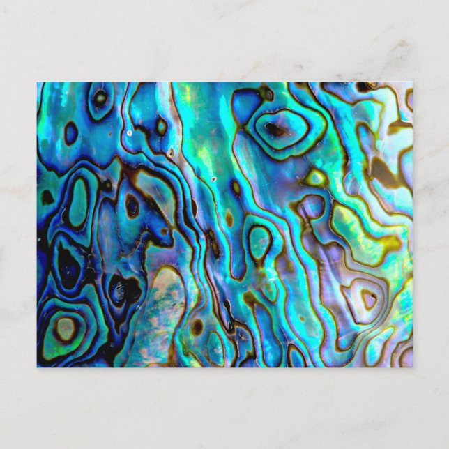 Cartão Postal Abalone shell (Frente)