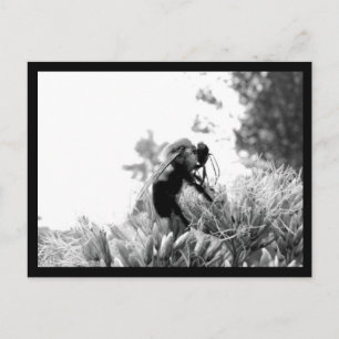 Cartão Postal Abelha