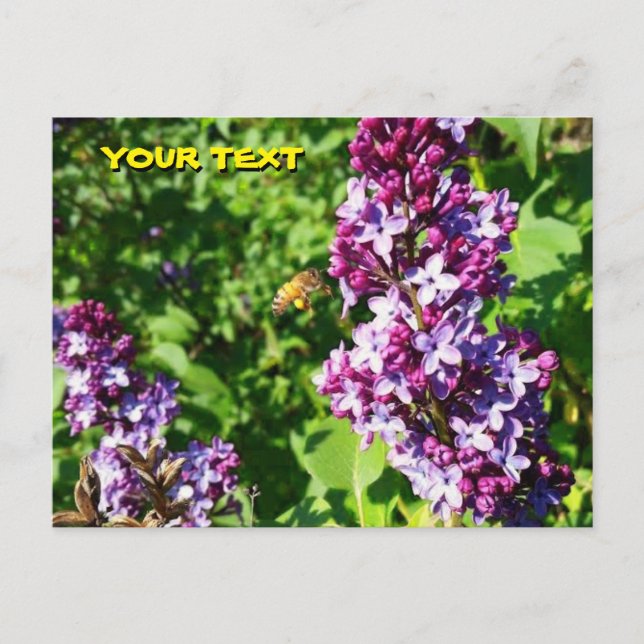 Cartão postal Abelha Ama Lilases  (Frente)