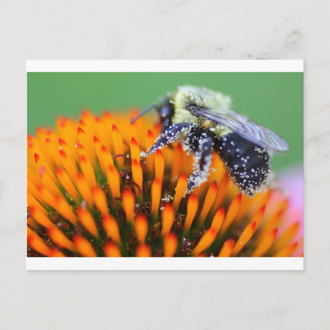 Cartão Postal Abelha coberta de pólen em Coneflower (Frente)