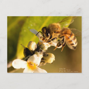 Cartão Postal Abelha de Mangrove Blossom
