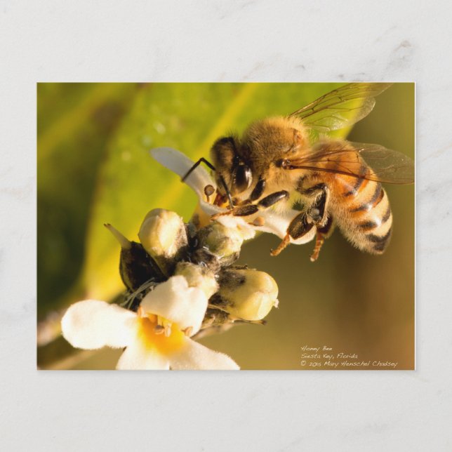 Cartão Postal Abelha de Mangrove Blossom (Frente)