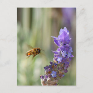 Cartão Postal Abelha de mel na Lavanda