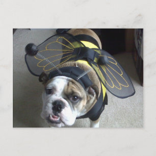 Cartão Postal Abelha do buldogue