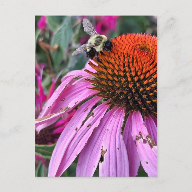 Cartão Postal Abelha e Coneflower  (Frente)