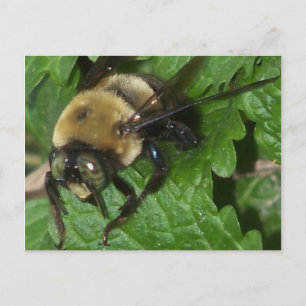 Cartão Postal Abelha em Lemon Balm