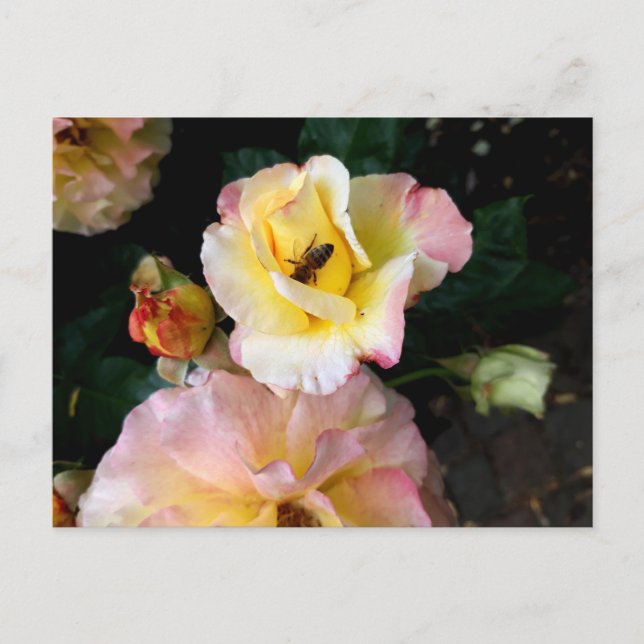 Cartão Postal Abelha em Rosas Amarelas Rosadas Flores (Frente)