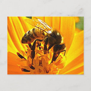 Cartão Postal Abelha em uma Flor