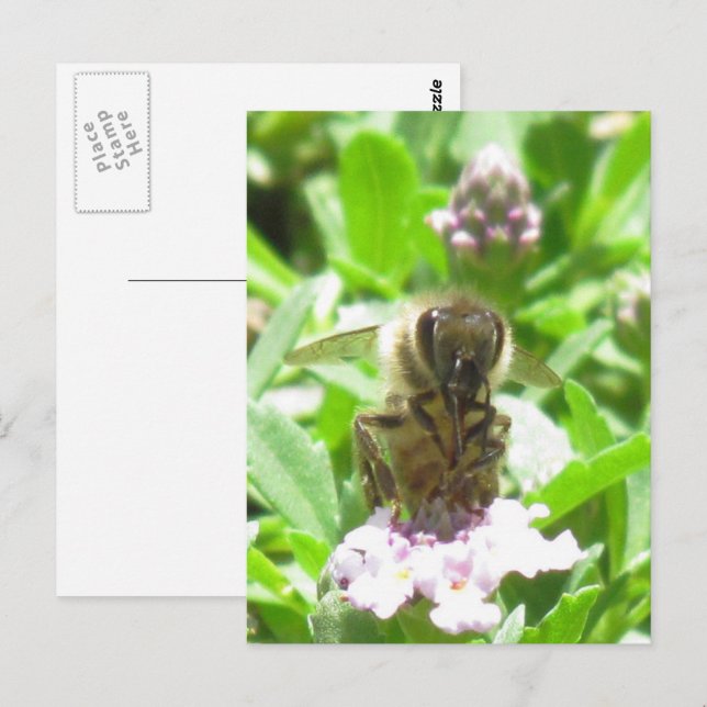 Cartão postal – Abelha Melífera numa Flor (Frente/Verso)