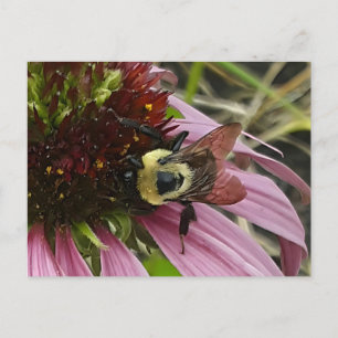 Cartão Postal Abelha Na Flor