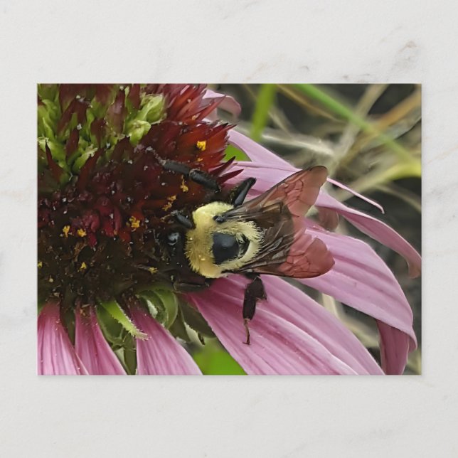Cartão Postal Abelha Na Flor (Frente)