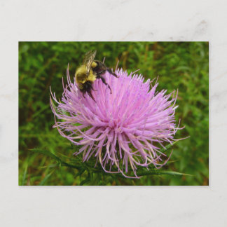 Cartão Postal Abelha na Flor de Cardo Natureza