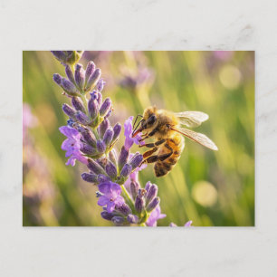 Cartão Postal Abelha na Lavanda