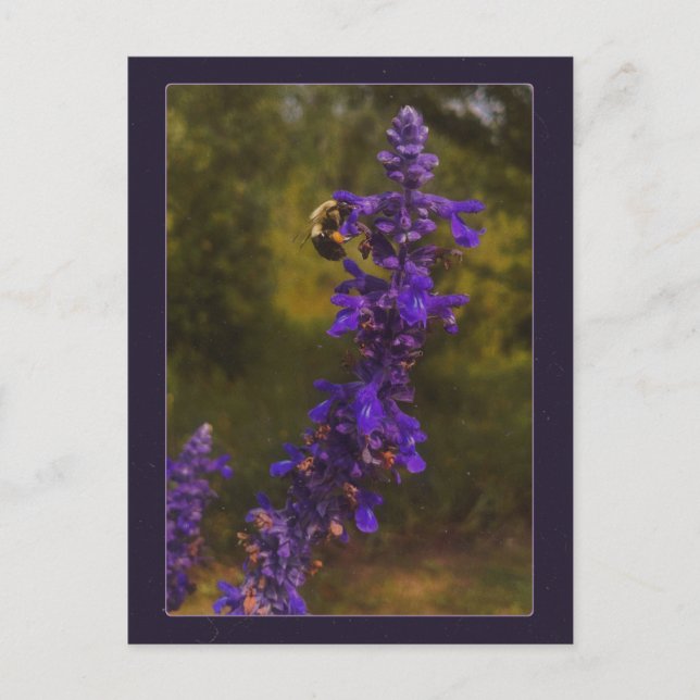 Cartão Postal abelha na lavanda  (Frente)