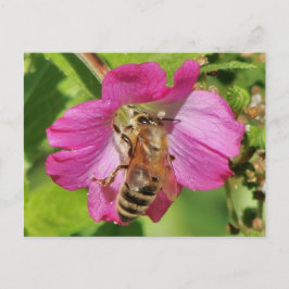 Cartão Postal Abelha numa Foto de Flor Selvagem