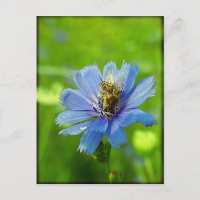 Cartão Postal Abelha ocupada (Frente)