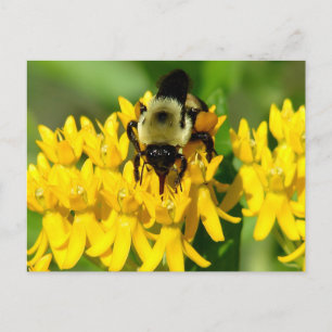 Cartão Postal Abelha se alimentando de flores silvestres de Butt