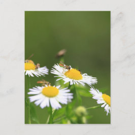 Cartão Postal Abelha Suja