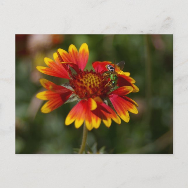 Cartão Postal Abelha Verde (Frente)
