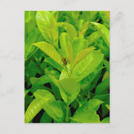 Cartão Postal Abelha verde