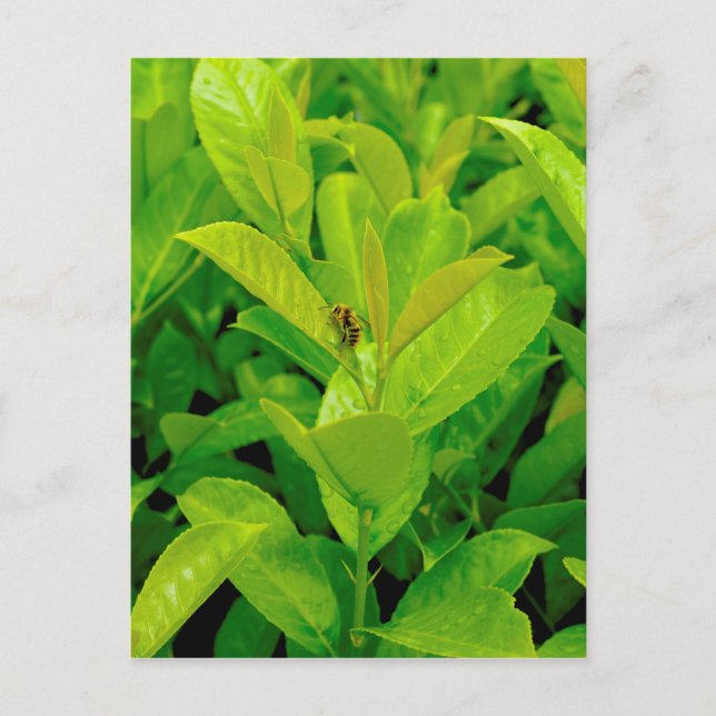 Cartão Postal Abelha verde (Frente)