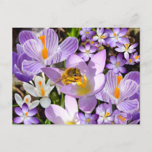 Cartão Postal Abelhas Coletando Néctar de flores Crocus