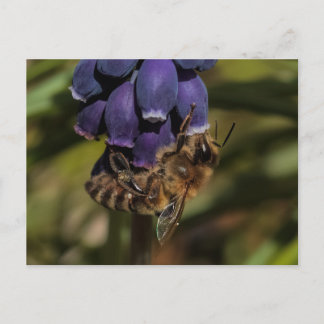 Cartão Postal Abelhas de mel gostam de uma flor azul escura