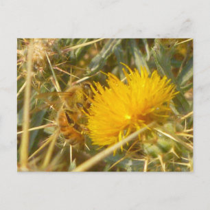 Cartão Postal Abelhas e Estrelas (Centaurea solstitialis)