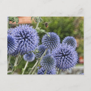 Cartão Postal Abelhas roxas em Brienz, Suiça