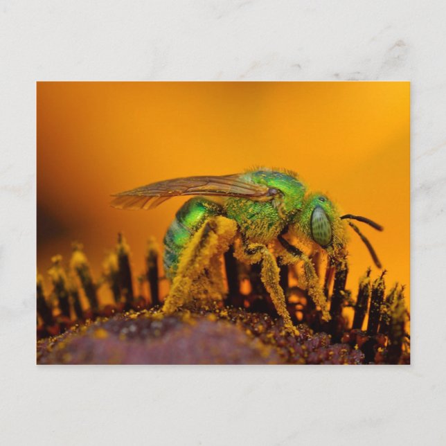 Cartão Postal Abelhas Suadas Verdes Irisadas (Frente)