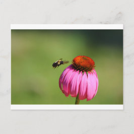 Cartão Postal Abelhas voando em direção a um Coneflower, Ohio