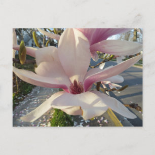 Cartão Postal Abertura Magnolia