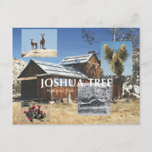 Cartão Postal ABH Joshua Tree