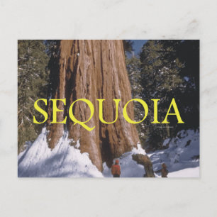 Cartão Postal ABH Sequoia