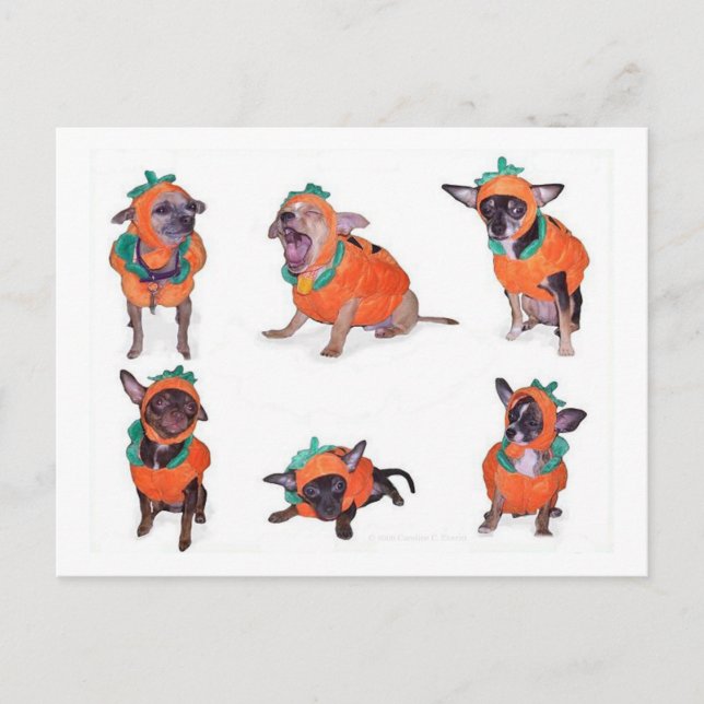 Cartão Postal Abóboras Chihuahua (Frente)