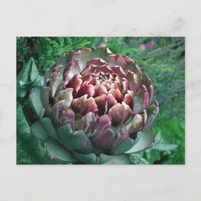 Cartão Postal Abra a Artichoke Plant. (Frente)