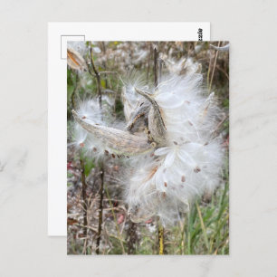 Cartão Postal Abra Milkweed Pods Sementes de Seda