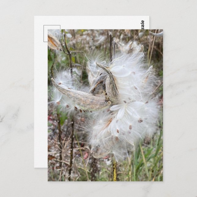 Cartão Postal Abra Milkweed Pods | Sementes de Seda | (Frente/Verso)