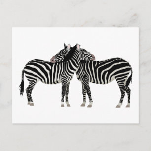 Cartão Postal Abraçando Zebras