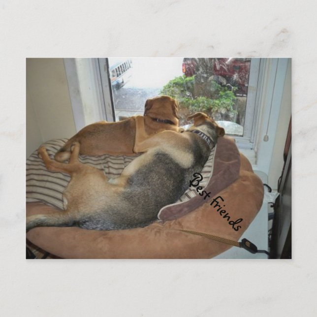 Cartão Postal Abraçar Cachorros Compartilhando Uma Visão (Frente)