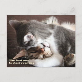 Cartão Postal Abraço engraçado do aperto dos gatos