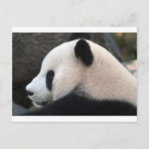 Cartão Postal Abraços de Urso Panda