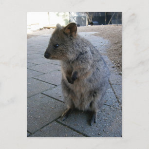 Cartão Postal "Abraços na Austrália: Um Quokka Cinzento e Fofo"